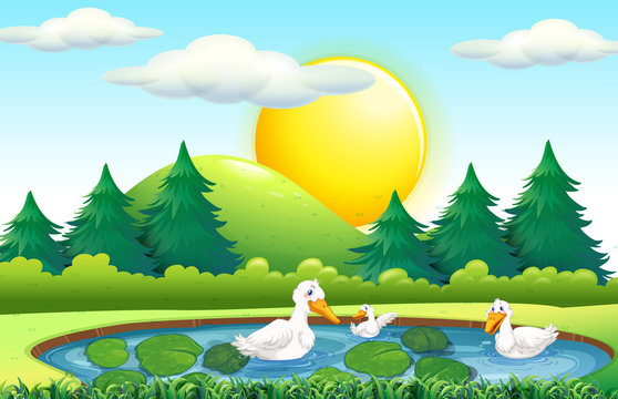 Three ducks in the pond