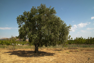 Zeytin Ağacı