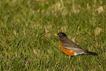 American robin