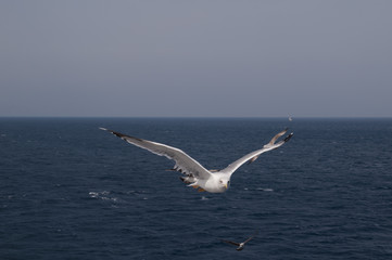 Fototapeta na wymiar Gull Cormorant flying in the blue sky, nature background