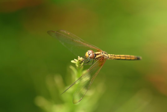 Dragonfly,  insect, animal, nature,macro,bug.