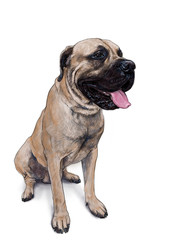 Obraz premium English mastiff dog sitting on white