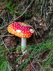 Toadstool