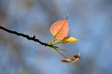 macro shot of new leaf