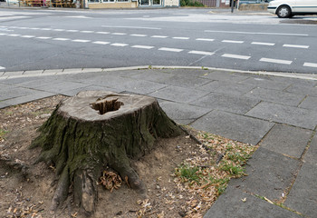 Baumstumpf an Stadtkreuzung
