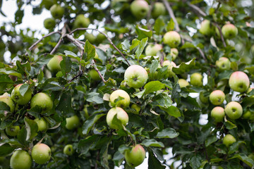 green apples on tree branch