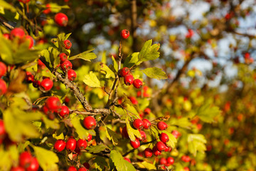 Rowan tree at autumn forest
