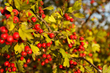 Rowan tree at autumn forest