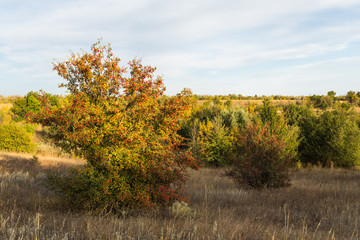Fall landscape at sunset