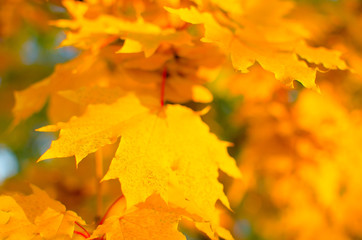 Yellow maple leaves.