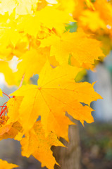 Yellow maple leaves.