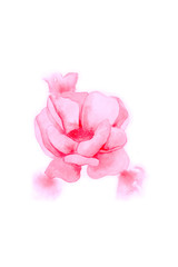 watercolor flower pink