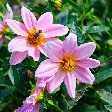 Dahlia, bumble bee on a flower. Focus it on the flowers. Shallow