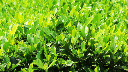 Green Leaves in The Park