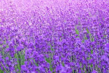 Selbstklebende Fototapete Lavendel Lavendelblumenfeldhintergrund