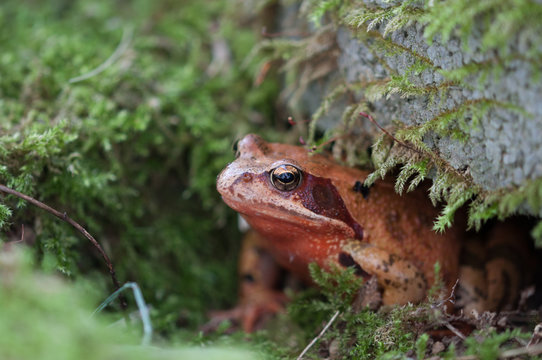 Rotbrauner Springfrosch