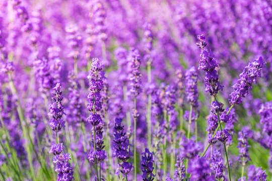 Lavender flower on the field