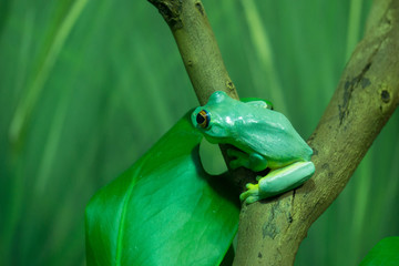 Green tree frog in foliage