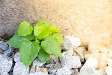 small green tree and sunlight with copy space