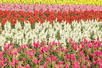 Row of colorful flower