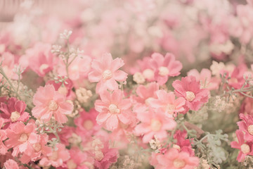 Pink flower vintage color tone background love concept