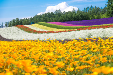 Colorful Tomita farm in the summer of Hokkaido with blurred of foreground flowers - obrazy, fototapety, plakaty