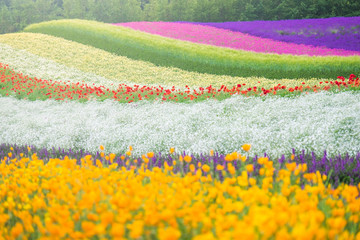 Scenic flower field in the summer of Hokkaido, Japan - obrazy, fototapety, plakaty