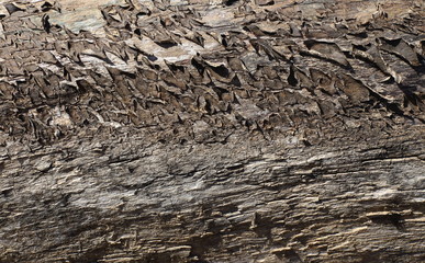 old sometimes looks very nice
rough old wood texture