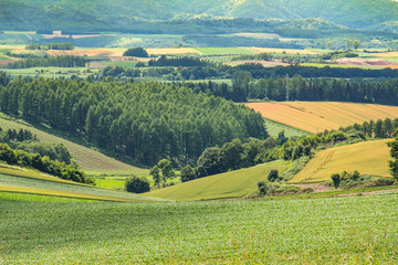 Obraz premium Field of Biei in the summer, Japan