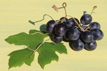 Blaue Weintrauben
