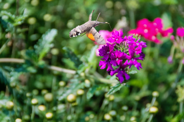 Hummingbird Hawk-moth