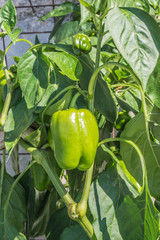 Paprika