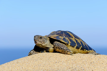 Hermann's Tortoise on a sandy beach close up