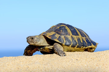 Hermann's Tortoise on a sandy beach close up