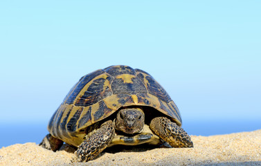 Hermann's Tortoise on a sandy beach close up