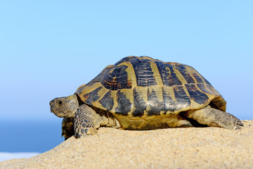 Hermann's Tortoise on a sandy beach close up