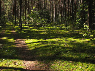 Fototapeta na wymiar Road, path in the forest. Pechory, Pskov region, Russia.