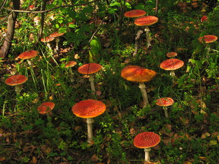 Fly agarics in the forest.