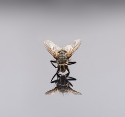 Fly insect. Close up