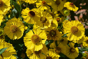 Beautiful flowers of coreopsis, texture, background, nature