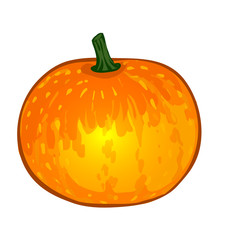 Vector vegetables: pumpkin