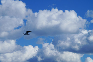 Fototapeta na wymiar cielo nuvoloso con gabbiani in volo 