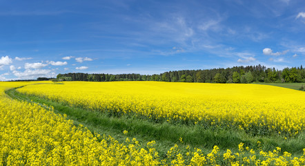 Gelb blühende Rapsfelder mit Wiesenweg nahe einem Waldrand