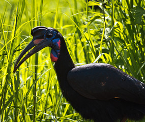 Birg against green plants