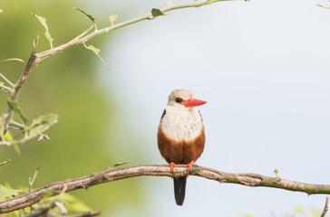 Lonely Kingfisher bird
