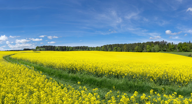 Gelb blühende Rapsfelder mit Wiesenweg nahe einem Waldrand