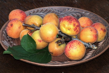 Branch with apricots  on a pottery dish