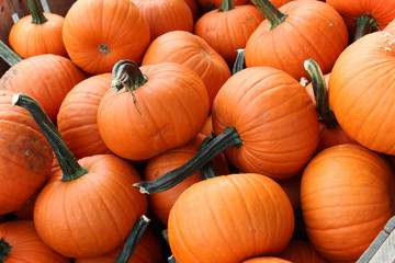 vibrant orange pumpkins with stems in a pile