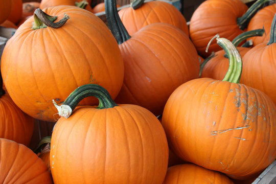Vibrant orange pumpkins with stems in a pile