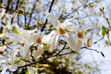 White magnolia flower close-up. White magnolia on a dark backgro